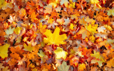 Tendances Ongles Automne 2024